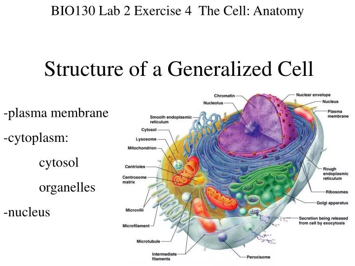 PPT - Structure of a Generalized Cell PowerPoint Presentation, free