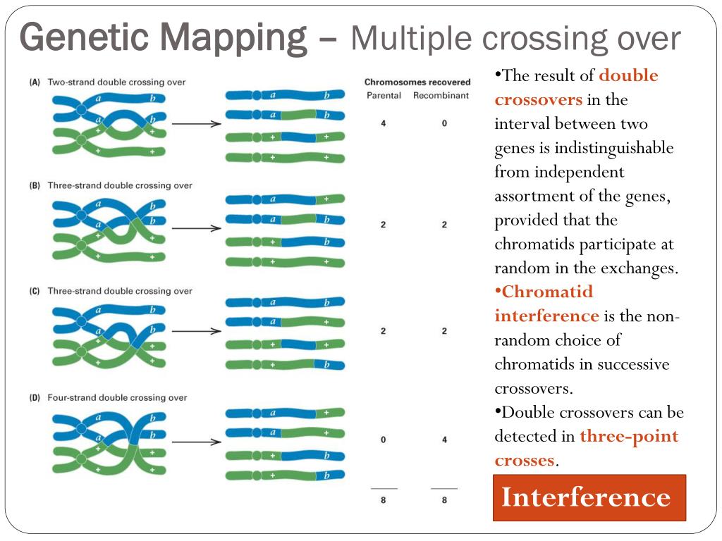 crossing-over-and-gene-mapping-worksheet-7-e-linkage-and-mapping-exercises-forum-clfysg-top