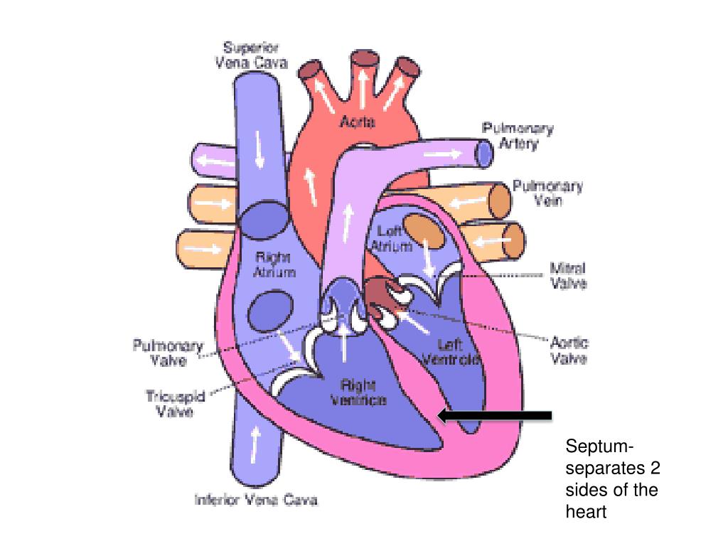 PPT - Figure 19.4E Gross anatomy of the heart PowerPoint Presentation