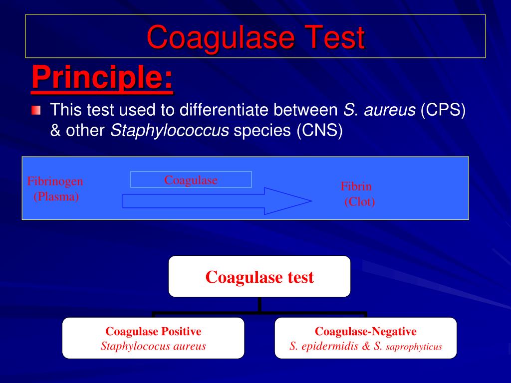 How to identify Staphylococcus aureus using the Coagulase Test - Slide and  Tube Method - 4K 