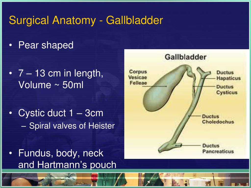 PPT - The Biliary System PowerPoint Presentation, free download - ID