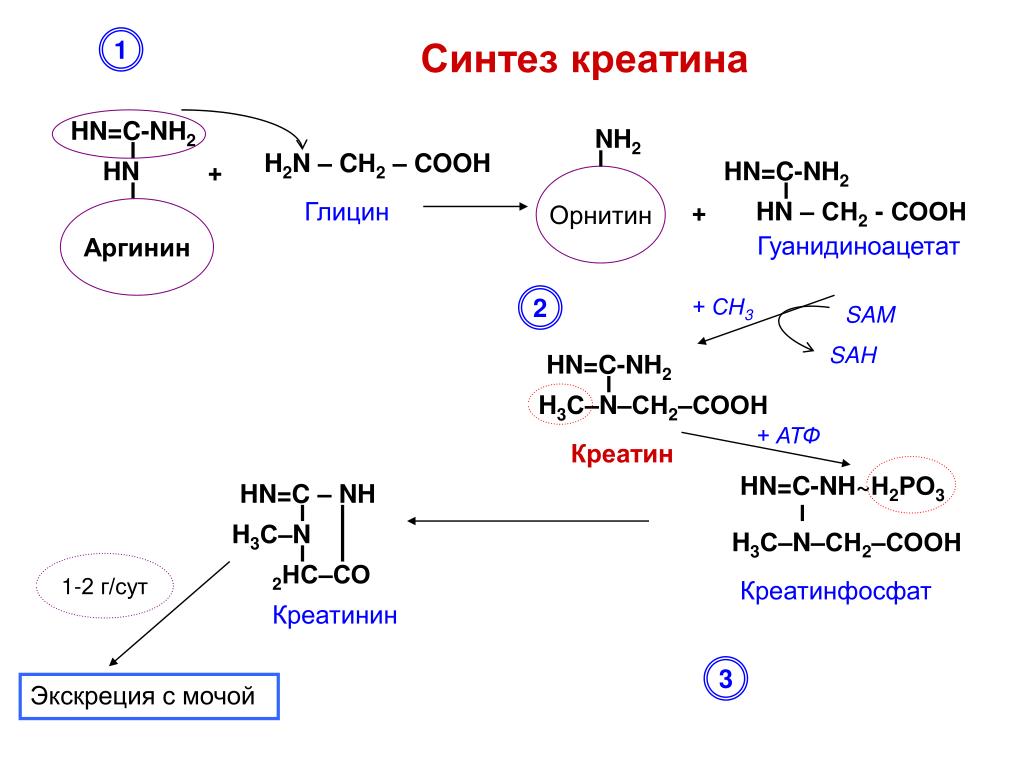 Напишите реакцию глицина. Реакции синтеза креатинина. Синтез креатина биохимия реакции. Схема синтеза креатина. Синтез креатина, креатинфосфата, креатинина.