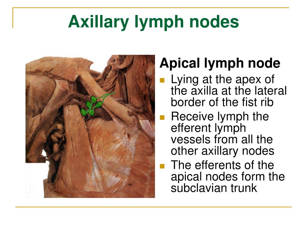 PPT - The Lymphatic System PowerPoint Presentation, free download - ID
