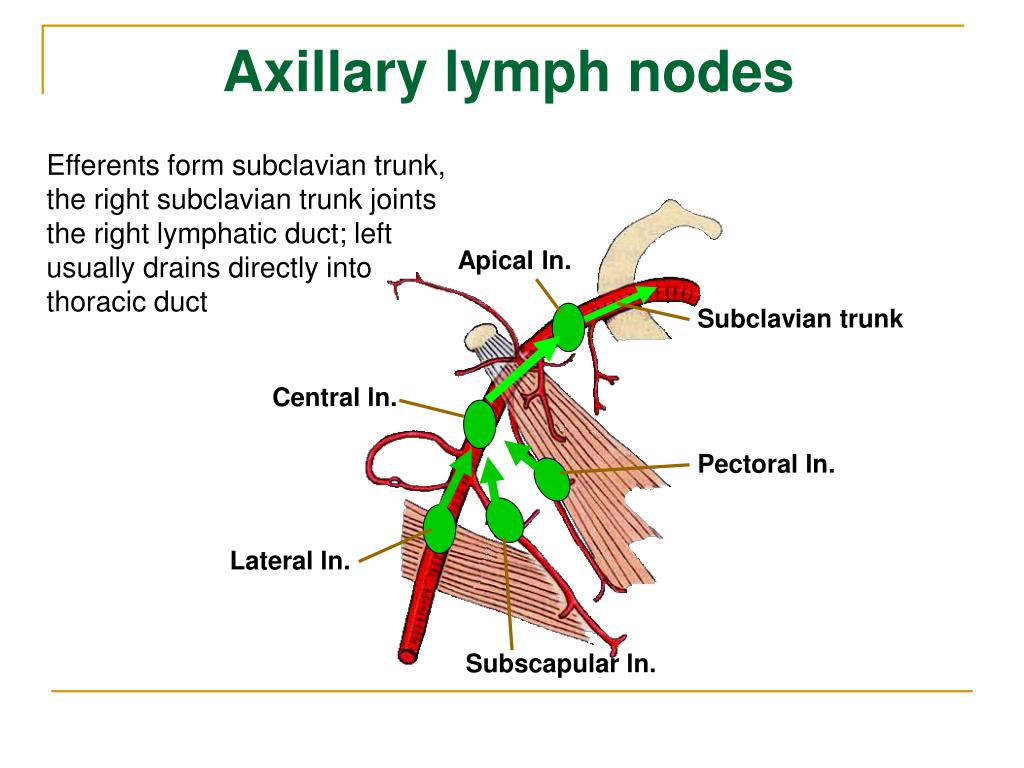 Level 2 Axillary Lymph Nodes