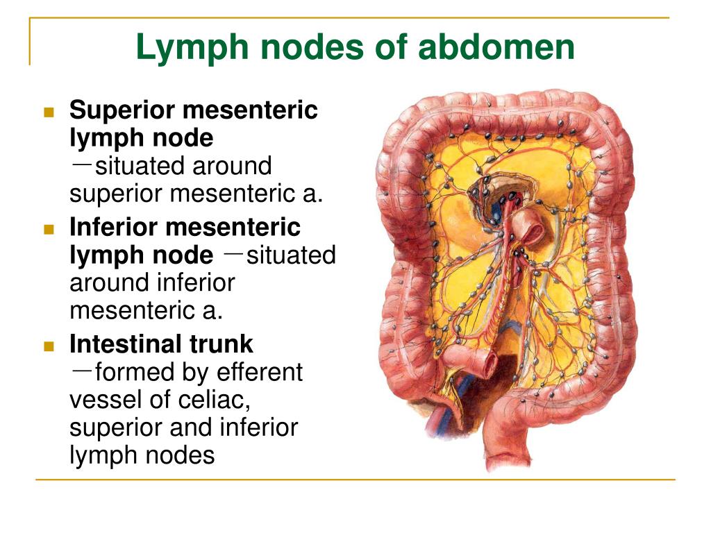 Lymph Nodes In Abdomen