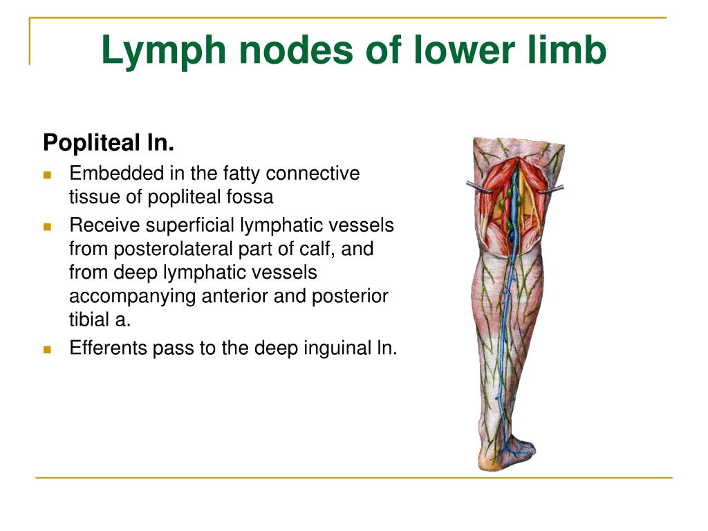 Lymph Nodes Of Lower Limb