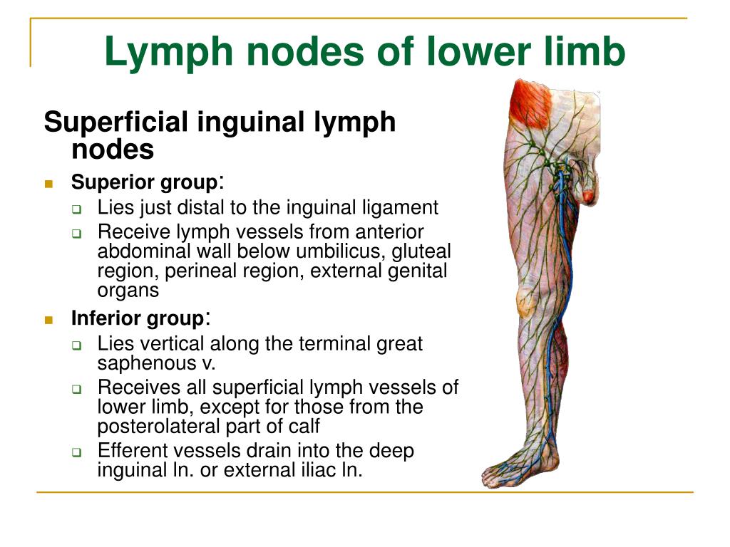 Shotty right inguinal lymph nodes ibtaste