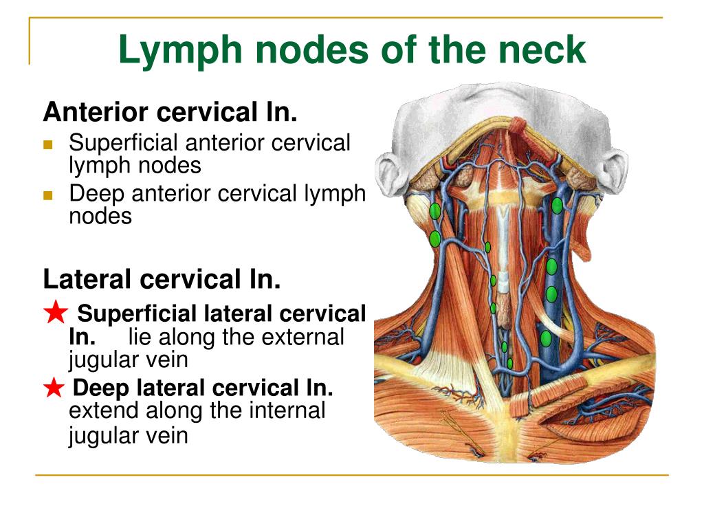lymph node on back of head