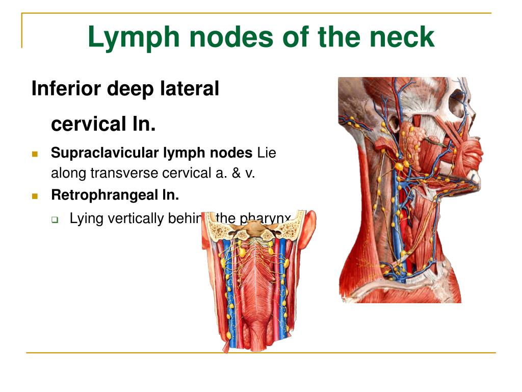 PPT - The Lymphatic System PowerPoint Presentation, free download - ID ...