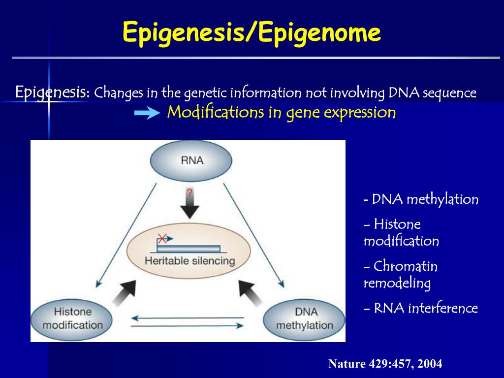 PPT - Early Embryogenesis Metabolism and Genes Imprinting PowerPoint ...