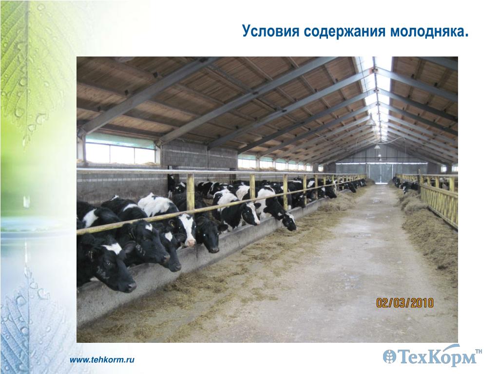 Технология выращивания ремонтного молодняка. Презентация технология выращивания молодняка КРС. Подготовка молодняка КРС К использованию. Технология выращивания ремонтного молодняка КРС картинки. Сверхремонтный Молодняк это.
