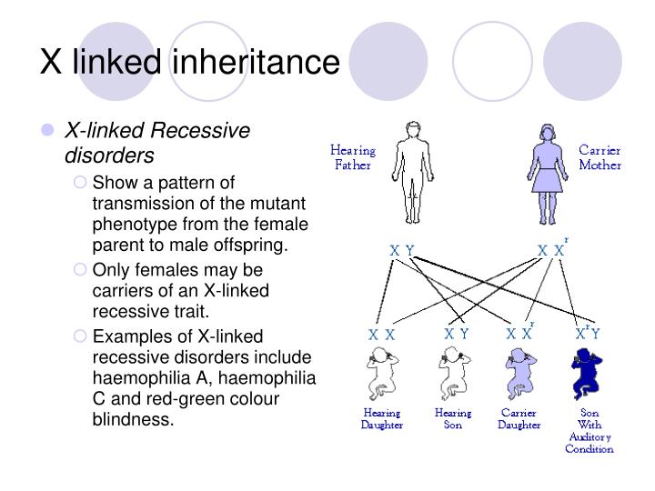 Ppt Sex Linkage And Pedigrees Powerpoint Presentation Id 6012952