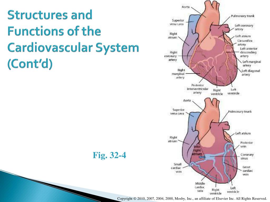 PPT Focus on Nursing Assessment Cardiovascular System PowerPoint