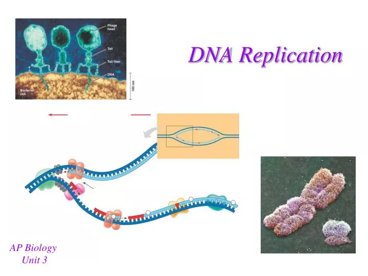 PPT - DNA Replication PowerPoint Presentation, free download - ID:6015300
