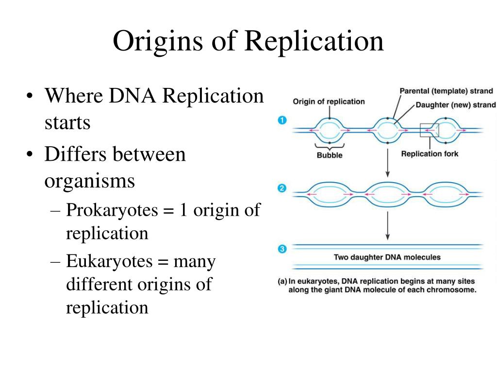 origin of replication