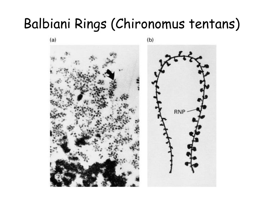 SOLVED: Chromosome ends are called Satellites Telomeres Centromeres D)  Kinetochore. Centromere is that part of the chromosome where A) Nucleoli  are formed. Crossing over takes place when chromatids are attached D)  Nicking