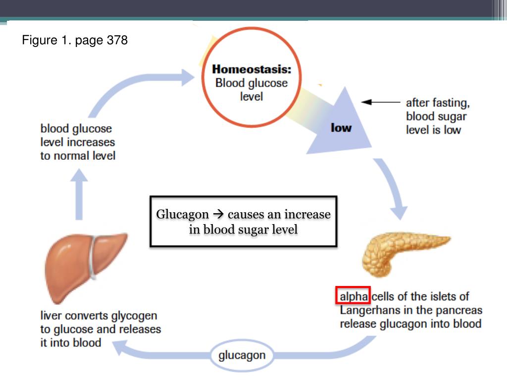 PPT 8.2 Hormones that affect blood sugar PowerPoint Presentation