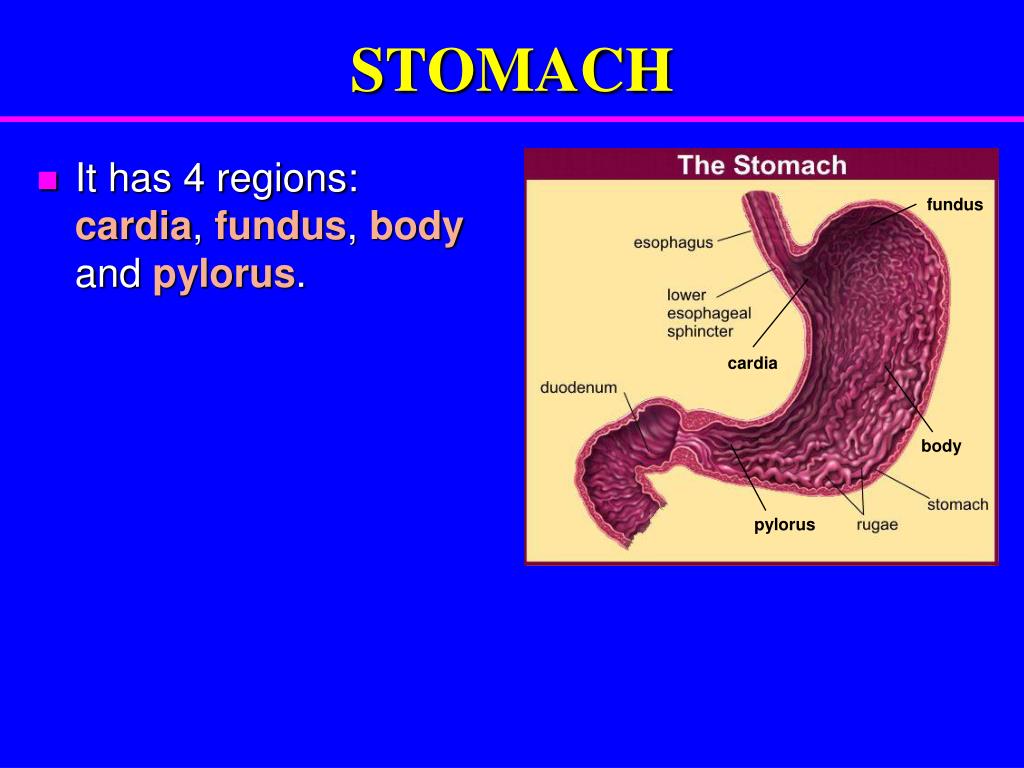 PPT - DIGESTIVE SYSTEM PowerPoint Presentation, free download - ID:6015619