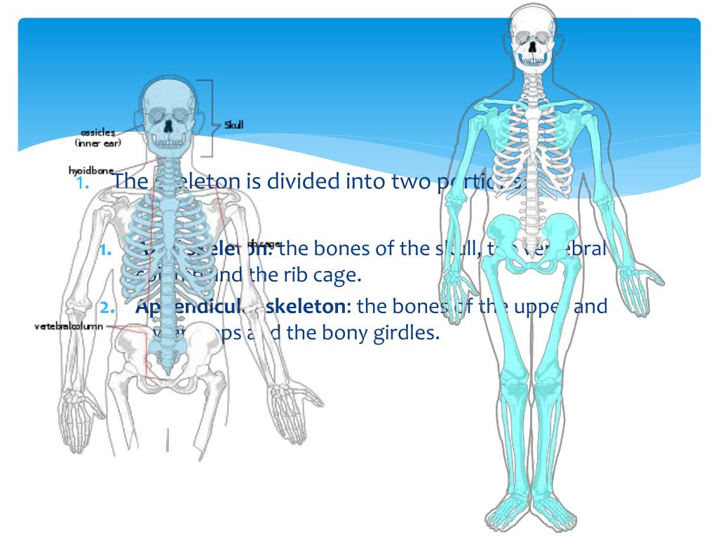 powerpoint presentation of skeletal system