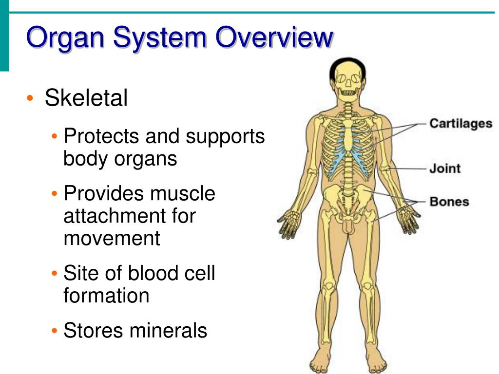 PPT - Chapter 1 The Human Body: An Orientation List as many body
