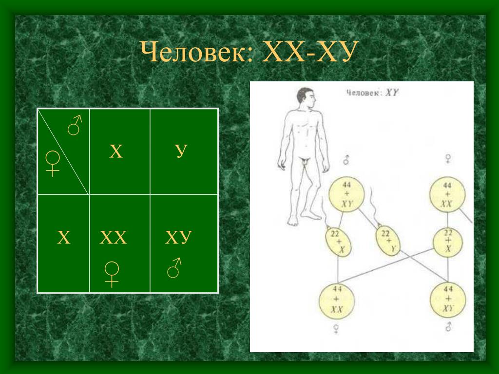 Генетическое поле. ХХ ху. ХХ ху генетика. Генотип человека XX. Генетика пола фон.