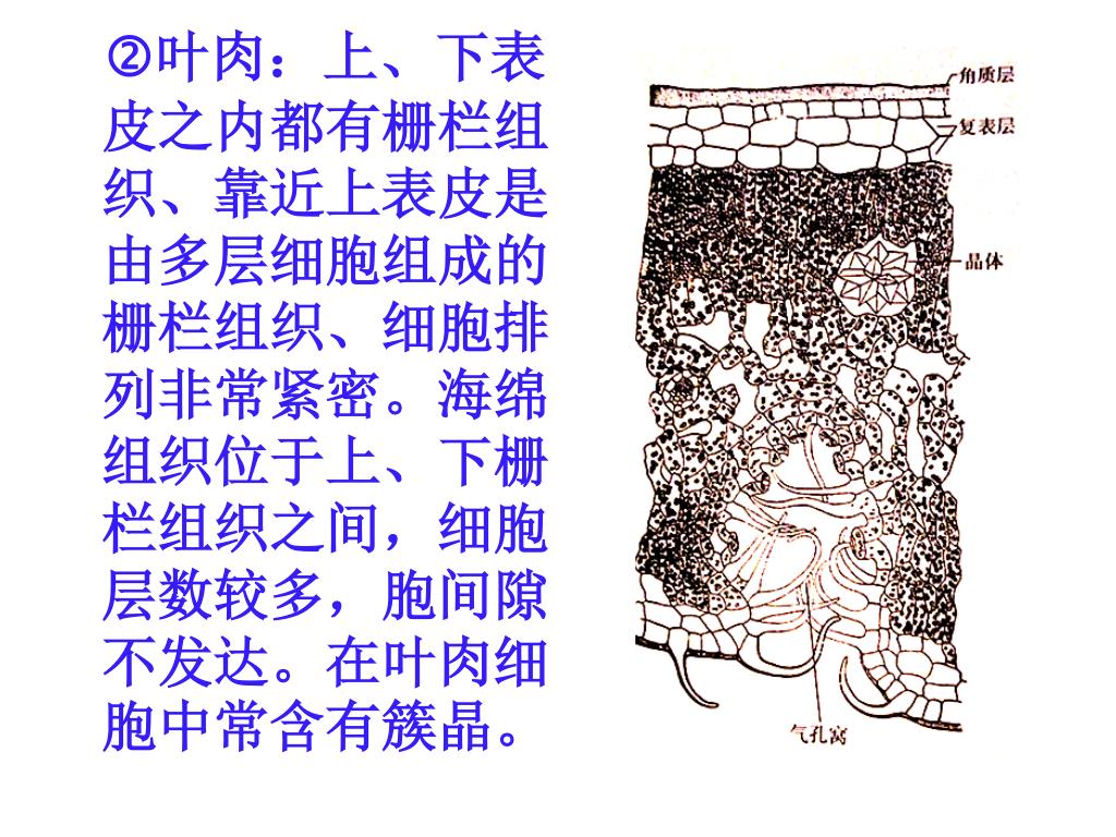 Ppt 四 实验步骤1 双子叶植物叶的观察 取棉花叶永久制片置显微镜下观察 双子叶植物棉花叶为异面叶 上下表皮中气孔的分布数目有差异 叶肉 在靠近两个不同的表面有不同结构和形式 叶脉埋藏于叶肉之中 Powerpoint Presentation Id Ppt 四 实验步骤1 双子叶植物叶的观察 取棉花叶永久制片置显微镜下观察 双子叶植物棉花叶为异面叶 上下表皮中气孔的分布数目有差异 叶肉 在靠近两个不同的表面有不同结构和形式 叶脉埋藏于叶肉之中 Powerpoint Presentation Id