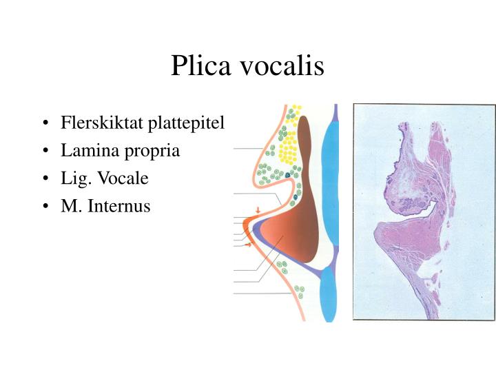 PPT FONIATRI PowerPoint Presentation ID 6018050 PPT FONIATRI PowerPoint Presentation ID 6018050