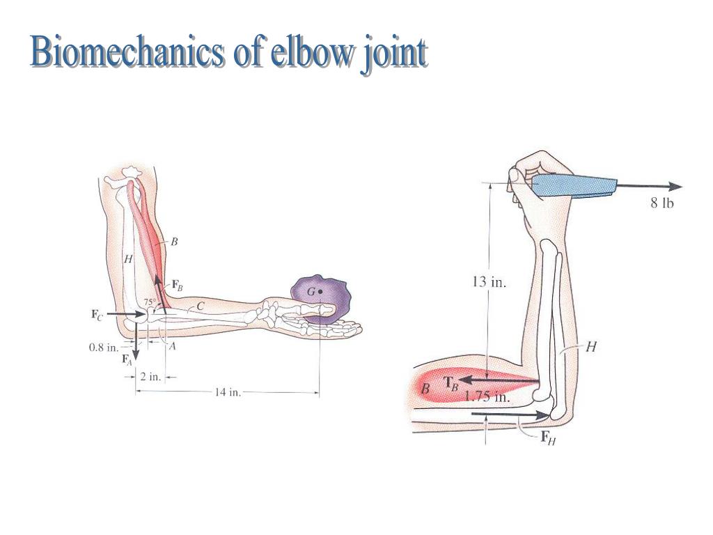 PPT Anatomy And Biomechanics For Occupational Ergonomics PowerPoint PPT Anatomy And Biomechanics For Occupational Ergonomics PowerPoint