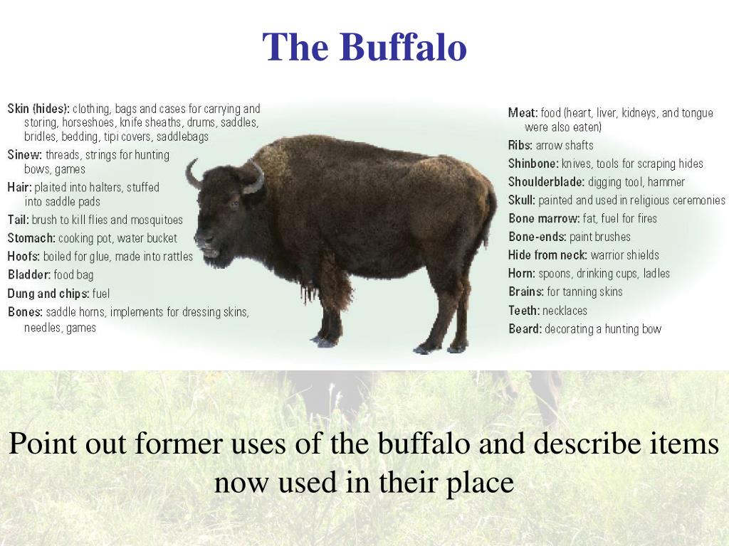 what were buffalo used for