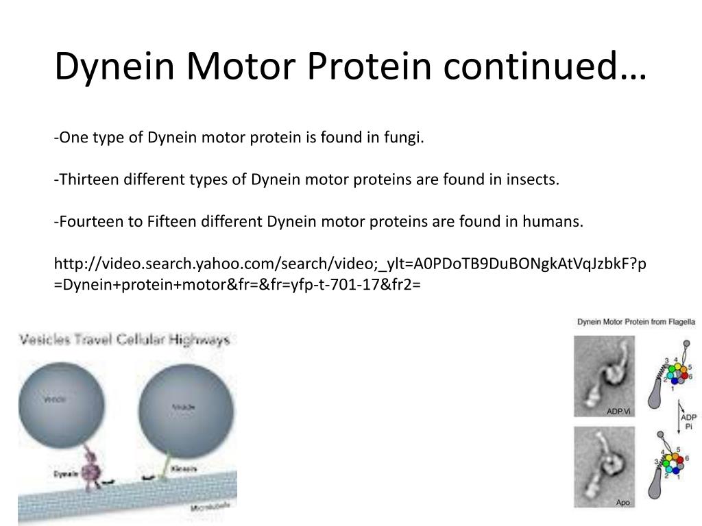 PPT Motor Proteins PowerPoint Presentation, free download ID6018898