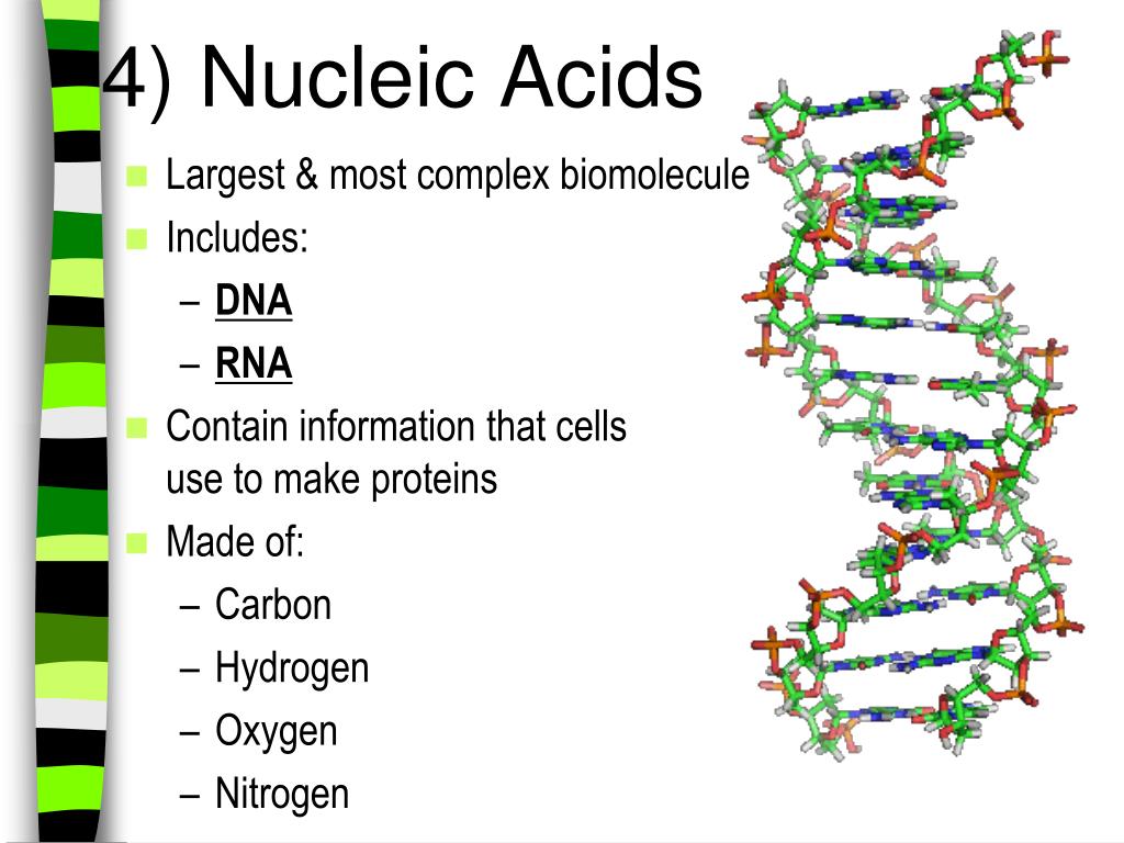 What Are The Functions Of Nucleic Acids at Louise Herzog blog