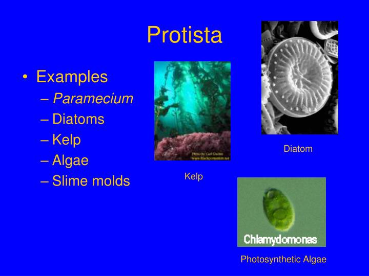 ppt bacteria eukarya archae powerpoint presentation id protist examples