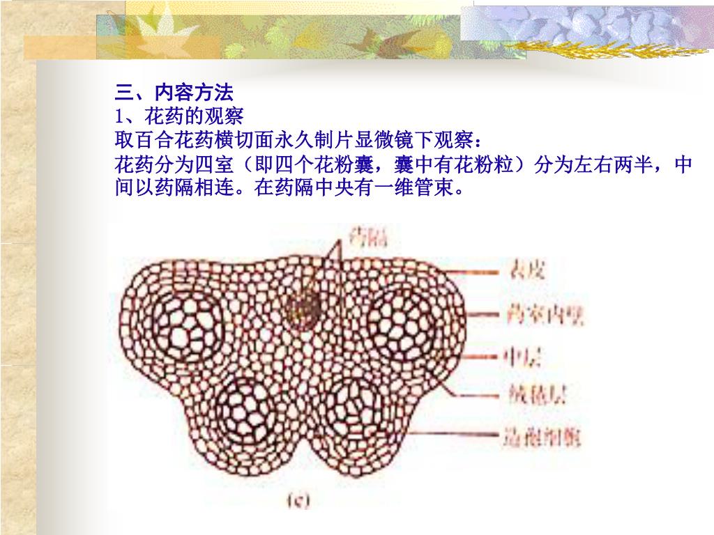 Ppt 三 内容方法1 花药的观察取百合花药横切面永久制片显微镜下观察 花药分为四室 即四个花粉囊 囊中有花粉粒 分为左右两半 中间以药隔相连 在药隔中央有一维管束 Powerpoint Presentation Id Ppt 三 内容方法1 花药的观察取百合花药横切面永久制片显微镜下观察 花药分为四室 即四个花粉囊 囊中有花粉粒 分为左右两半 中间以药隔相连 在药隔中央有一维管束 Powerpoint Presentation Id
