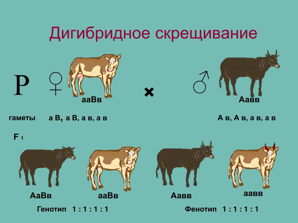 Генотипы лошадей