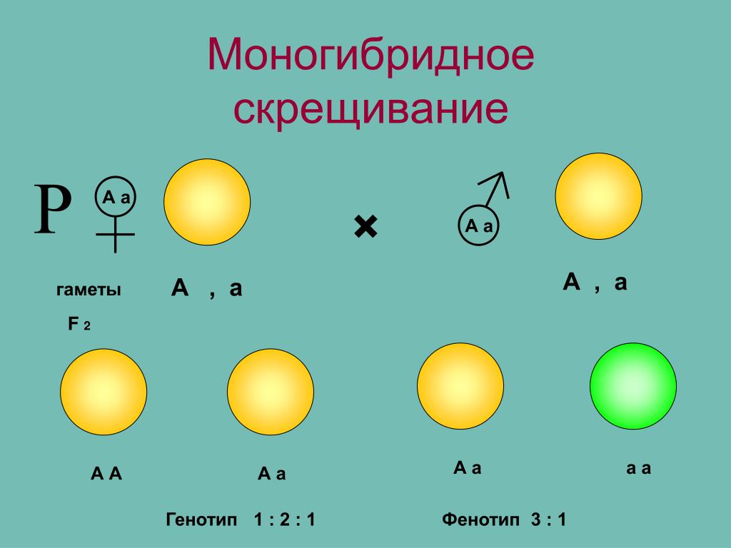 Типы скрещенные. Типы скрещивания моногибридное. Дигибридное скрещивание 1 1 1 1. Моногибридное скрещивание АА АА. Дигибридное скрещивание схема скрещивания.