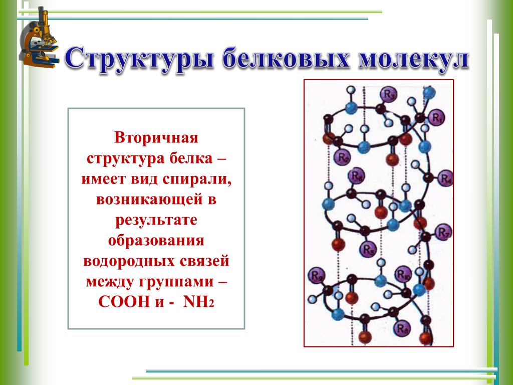 Связи в белковой молекуле. Вторичная структура белка биохимия. Вторичная структура молекулы белка. Связи во вторичной структуре белка биохимия. Вторичная структура белка структура белка.
