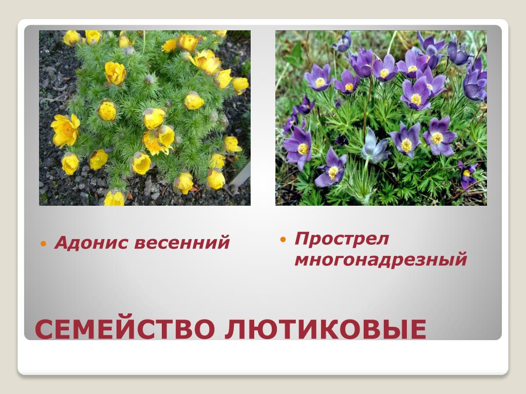 Прострел многонадрезный