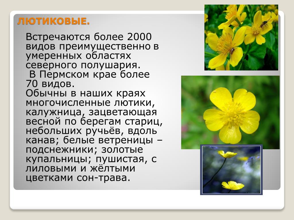 Семейство Лютиковые. Лютиковые Ranunculaceae.