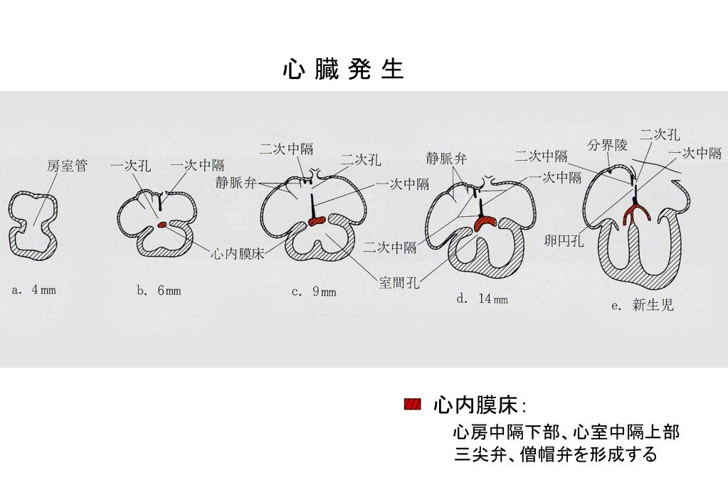 Ppt 心発生 一次中隔 一次卵円孔と二次卵円孔 二次中隔 卵円孔 一次中隔の右に二次中隔が生じる Powerpoint Presentation Id