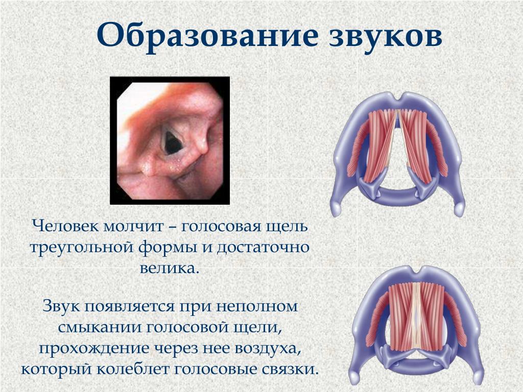 Между голосовыми связками голосовая