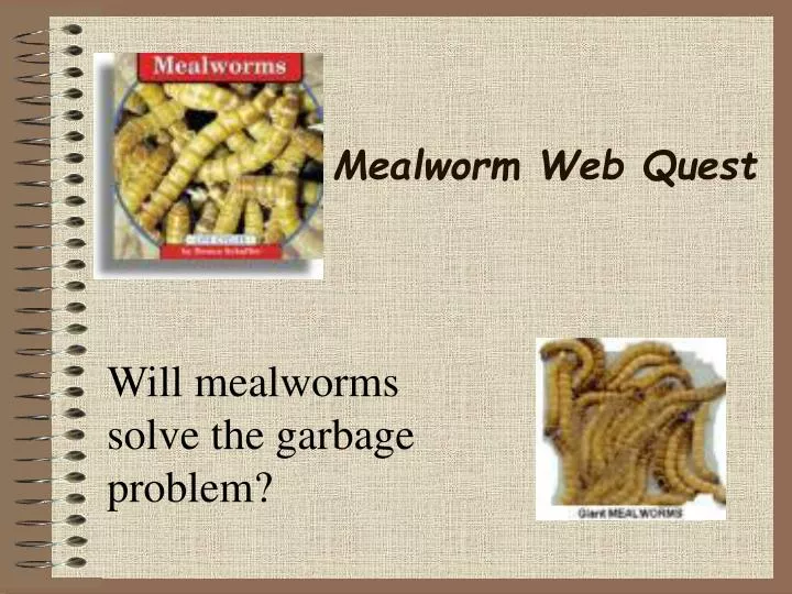 PPT Mealworm  Quest PowerPoint Presentation, free download ID6024957