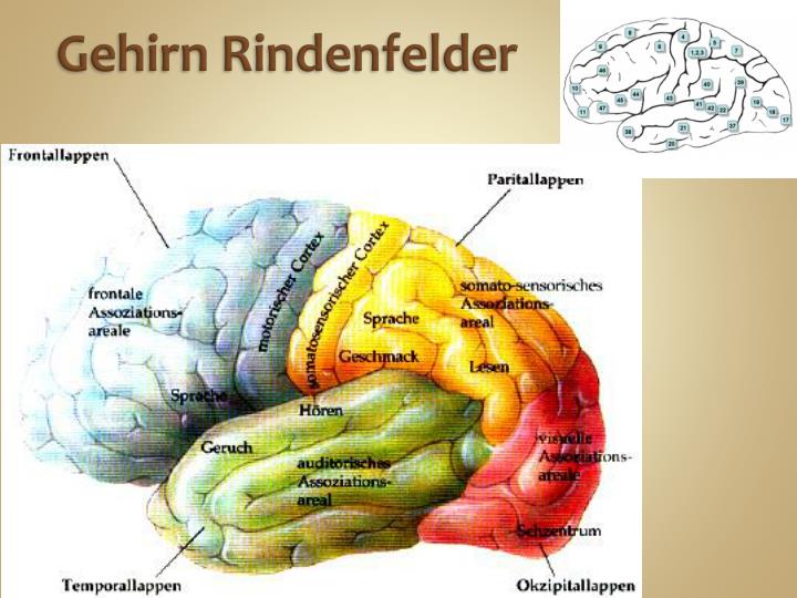 PPT - Übersicht Neurologie PowerPoint Presentation - ID:6025941