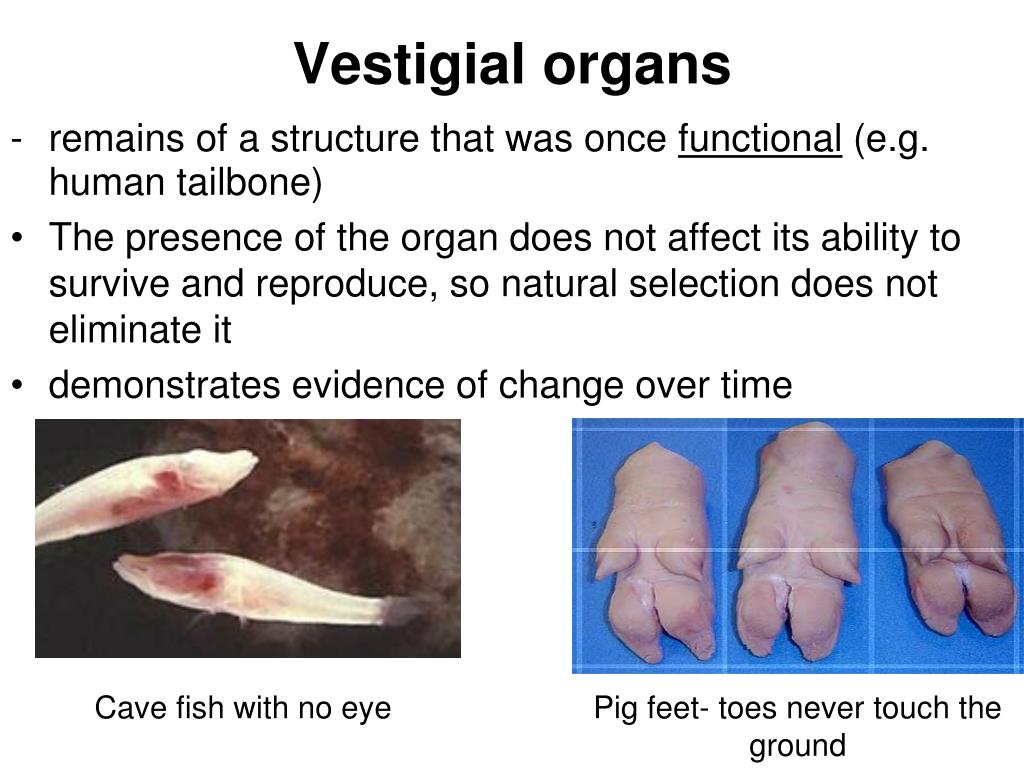 free download vestigial structures free download vestigial structures
