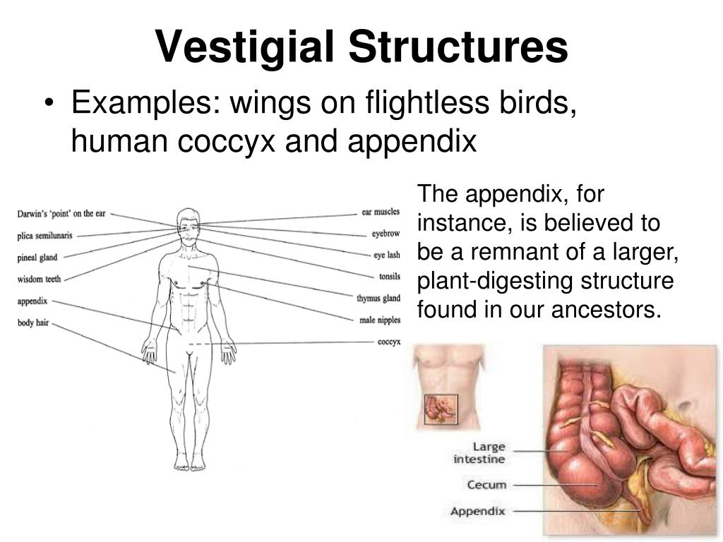 vestigial structures download free