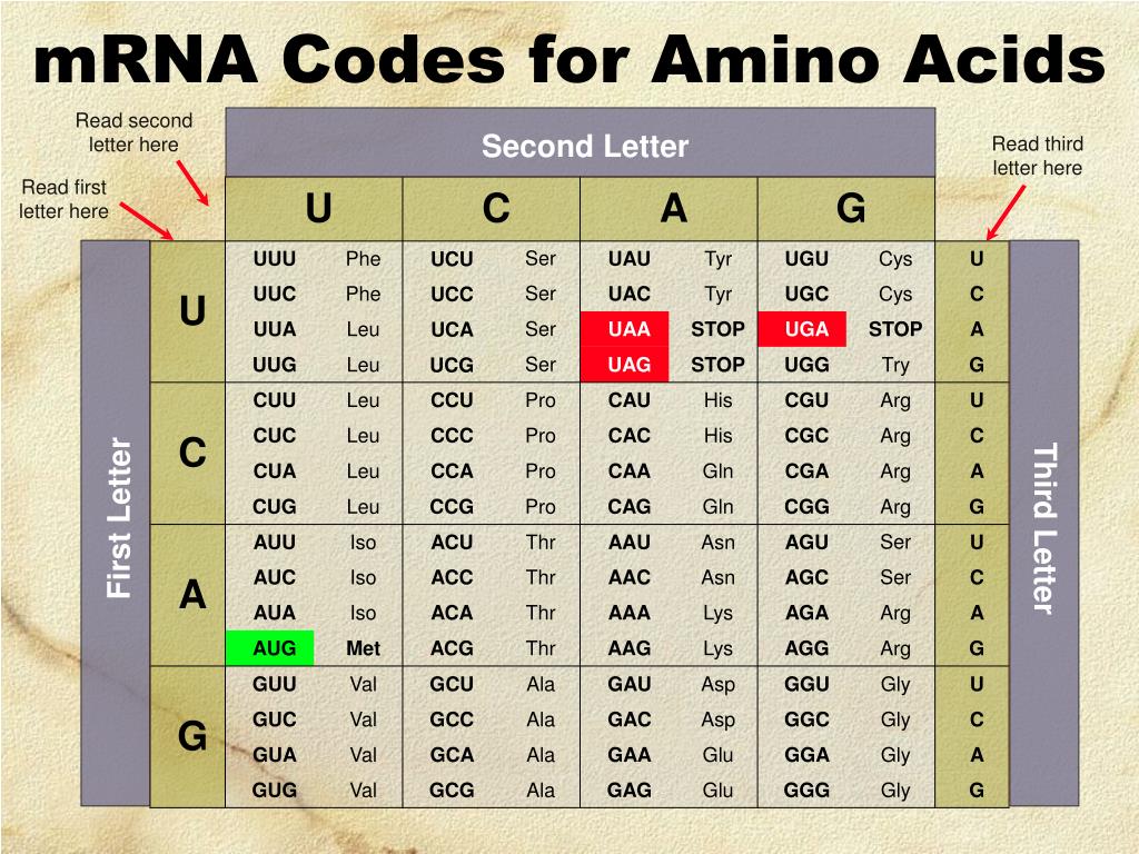 Mrna Code Chart 2915