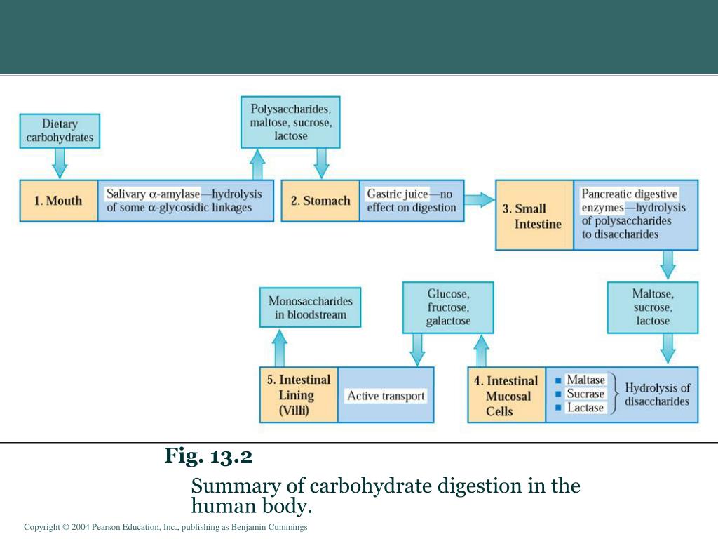 where are carbs digested where are carbs digested