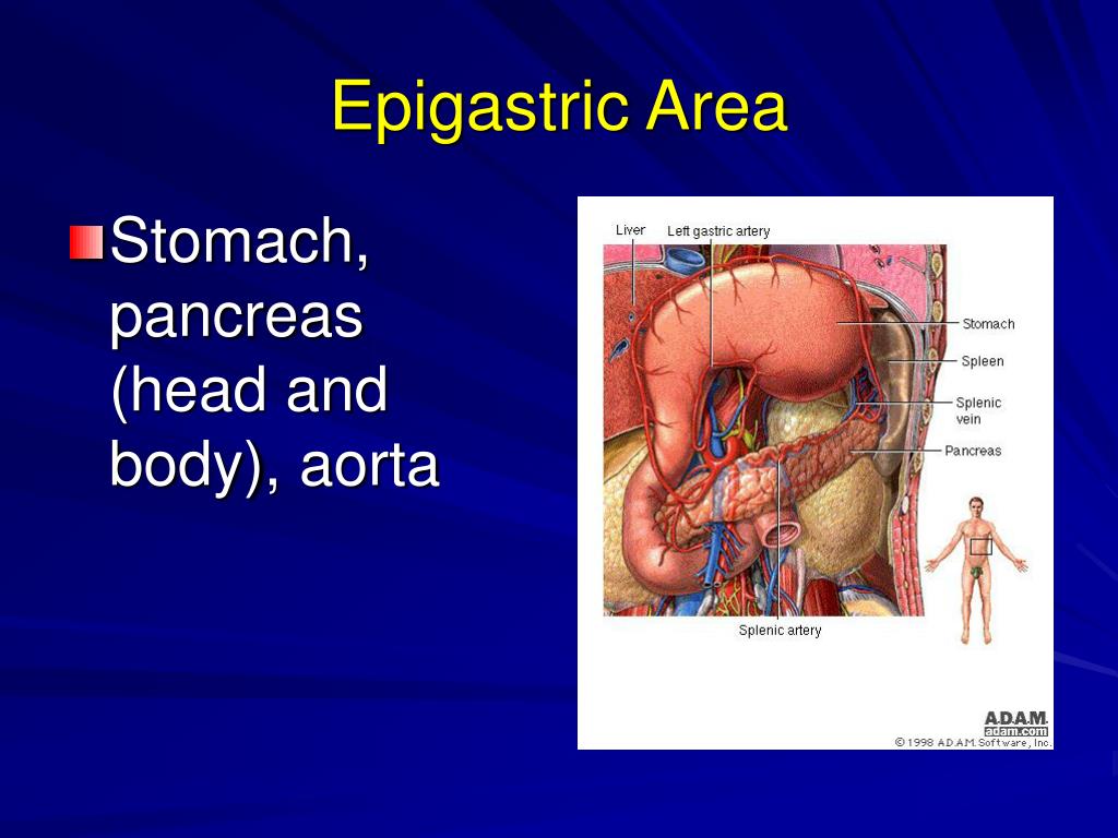 PPT - Abdominal Examination PowerPoint Presentation, free download - ID