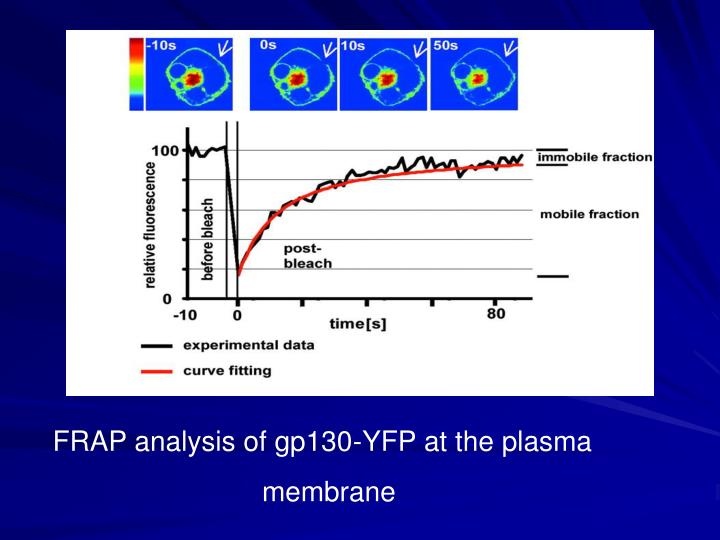 PPT - FLUORESCENT RECOVERY AFTER PHOTOBLEACHING PowerPoint Presentation ...