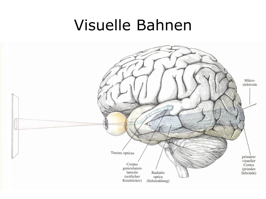 Головного мозга завершается переработка зрительной информации. Зрительная область коры. Зрительные системы коры головного мозга. Зрительная зона.