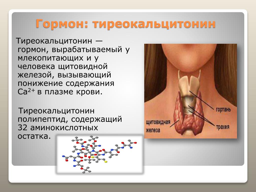 Какие железы вырабатывают тироксин. Кальцитонин и тиреокальцитонин. Гормон щитовидной железы тиреокальцитонин:. Щитовидная железа функции кальцитонин. Секретируемые гормоны щитовидной железы.